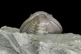 Wide, Enrolled Flexicalymene Trilobite In Shale - Ohio #67656-3
